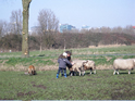 met de schapen